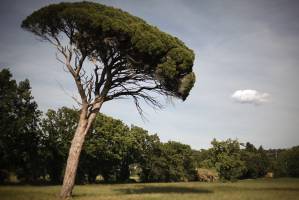 Michael LAZARO - Adgence Communication - BONENGOO SAS